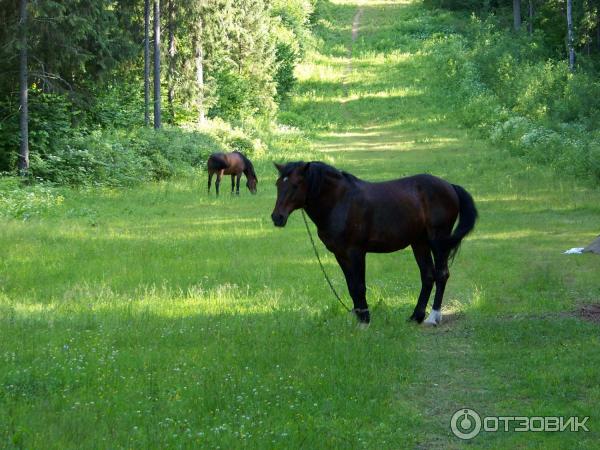 Санаторий Лесное (Беларусь, Витебская область) фото