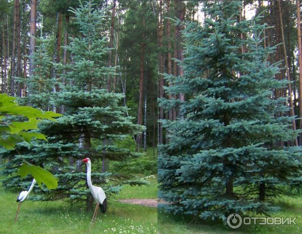 Санаторий Лесное (Беларусь, Витебская область) фото