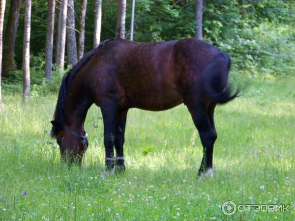 Санаторий Лесное (Беларусь, Витебская область) фото