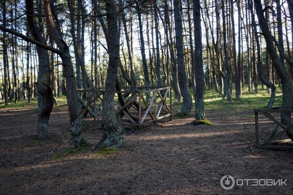 Отдых на Куршской косе (Россия, Калининградская область) фото