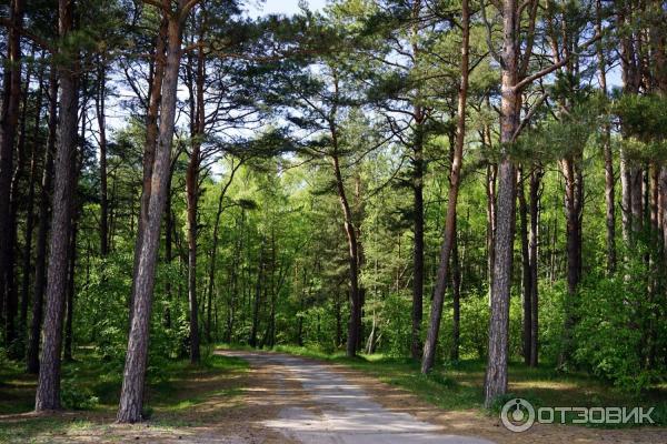 Отдых на Куршской косе (Россия, Калининградская область) фото