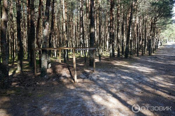 Отдых на Куршской косе (Россия, Калининградская область) фото