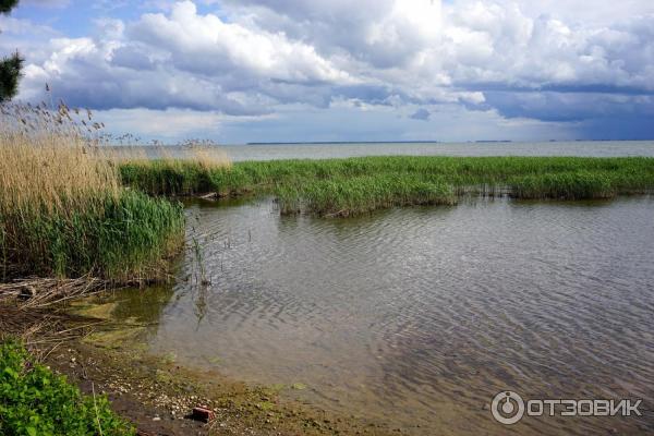 Отдых на Куршской косе (Россия, Калининградская область) фото