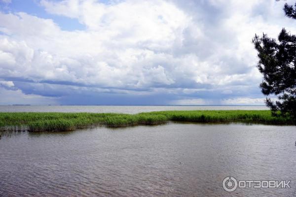 Отдых на Куршской косе (Россия, Калининградская область) фото