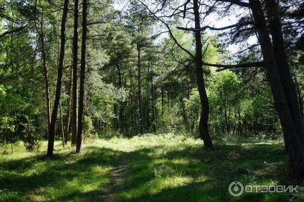 Отдых на Куршской косе (Россия, Калининградская область) фото