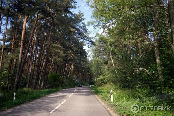 Отдых на Куршской косе (Россия, Калининградская область) фото