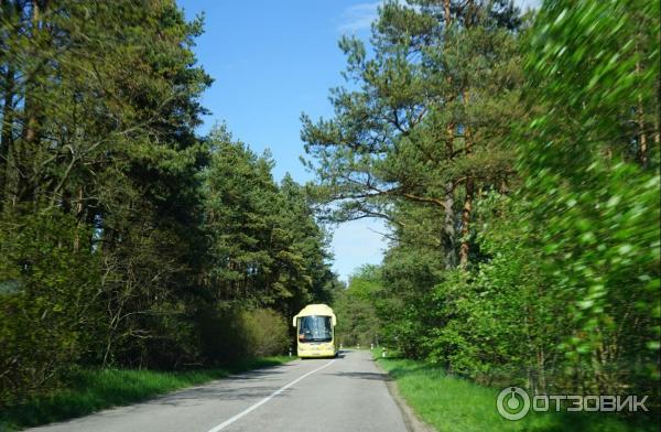 Отдых на Куршской косе (Россия, Калининградская область) фото