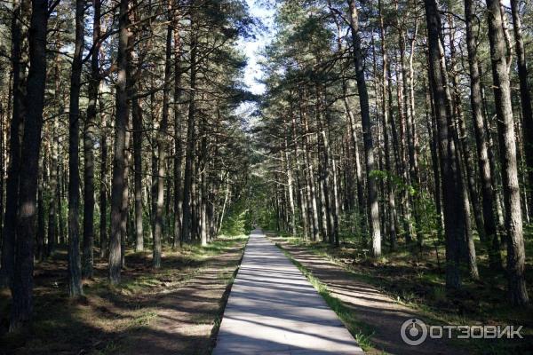 Отдых на Куршской косе (Россия, Калининградская область) фото