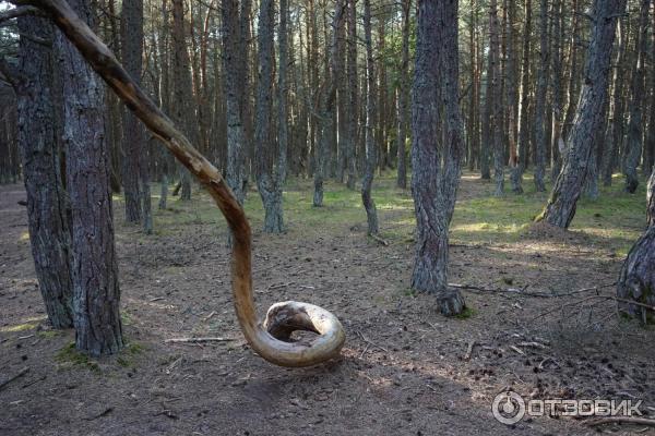 Отдых на Куршской косе (Россия, Калининградская область) фото