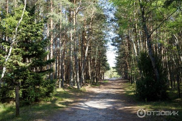 Отдых на Куршской косе (Россия, Калининградская область) фото