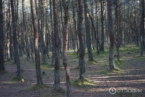 Отдых на Куршской косе (Россия, Калининградская область) фото