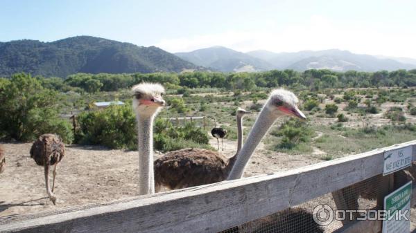 Тур по страусиной ферме OstrichLand USA (США, Калифорния) фото