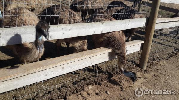 Тур по страусиной ферме OstrichLand USA (США, Калифорния) фото