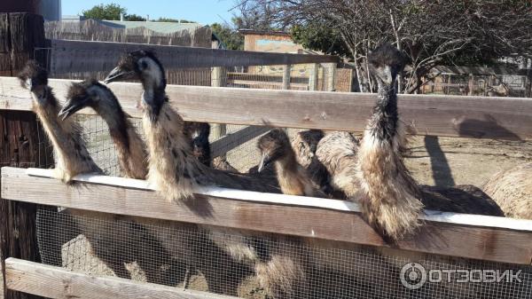 Тур по страусиной ферме OstrichLand USA (США, Калифорния) фото