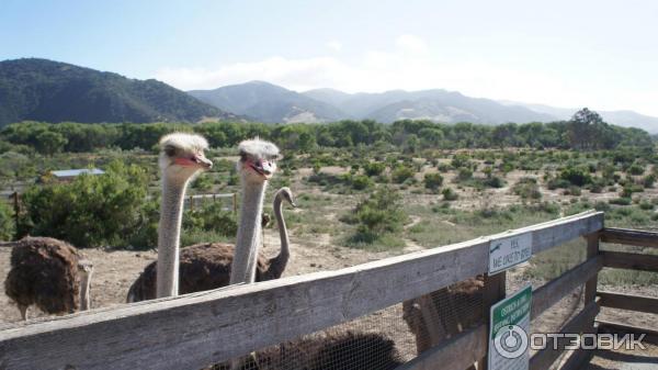 Тур по страусиной ферме OstrichLand USA (США, Калифорния) фото