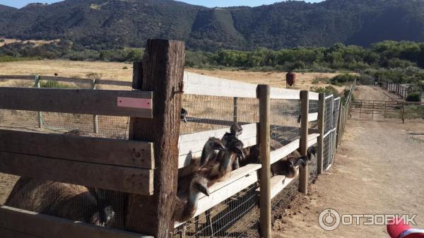 Тур по страусиной ферме OstrichLand USA (США, Калифорния) фото