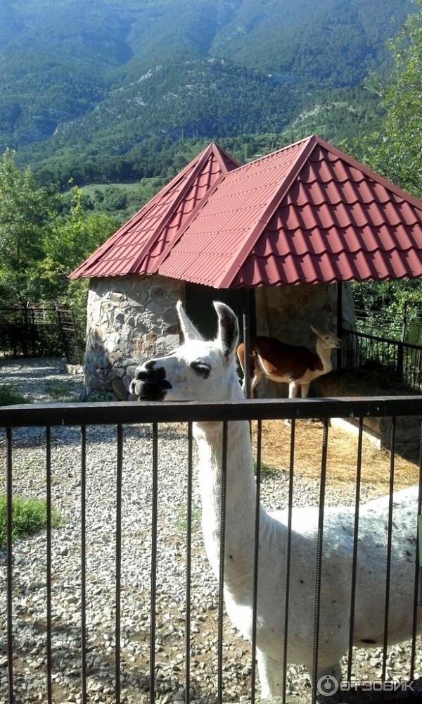 Зоопарк "Сказка", Ялта, Крым - "Где сделать красочные фото в Крыму? Стоит ли пос