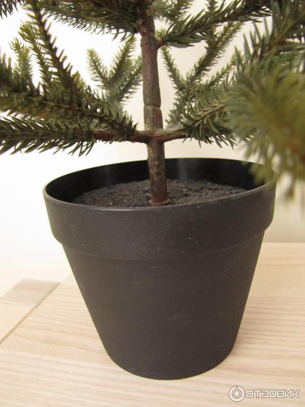 Можжевельник ель коника. Ель канадская коника. Комнатная елочка. Укрепление елки дома. Ель кипарисовик коника.