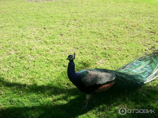 Зоопарк Bird and Animal Park (Кипр, Пафос) фото