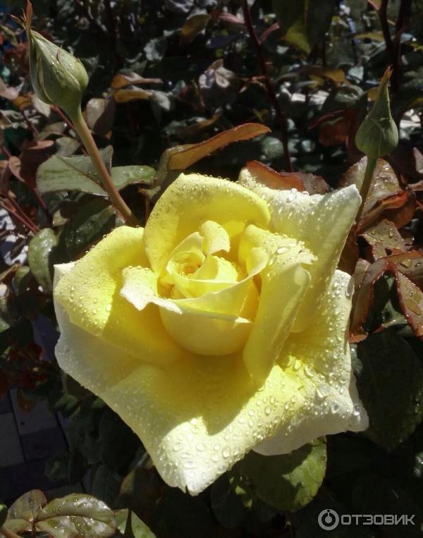 Розы