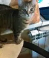 Ирина Махрова