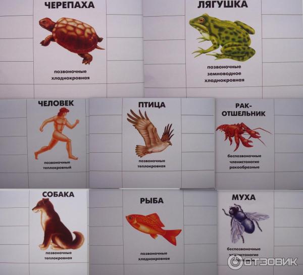 Игра "кто как устроен?". Кто как устроен. Кто как устроен дидактическая игра. Настольная игра "кто как устроен".