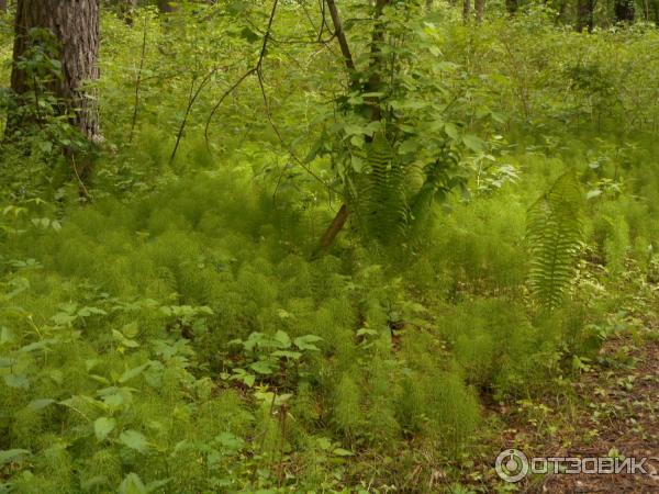 Парк культуры и отдыха Сосновый бор (Россия, Новосибирск) фото