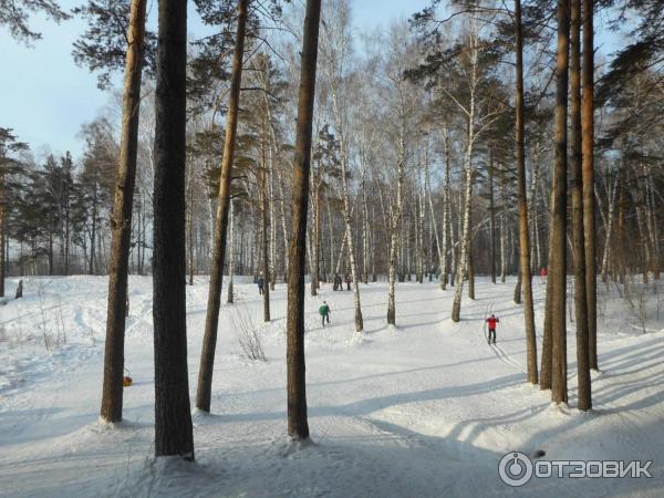 Парк культуры и отдыха Сосновый бор (Россия, Новосибирск) фото