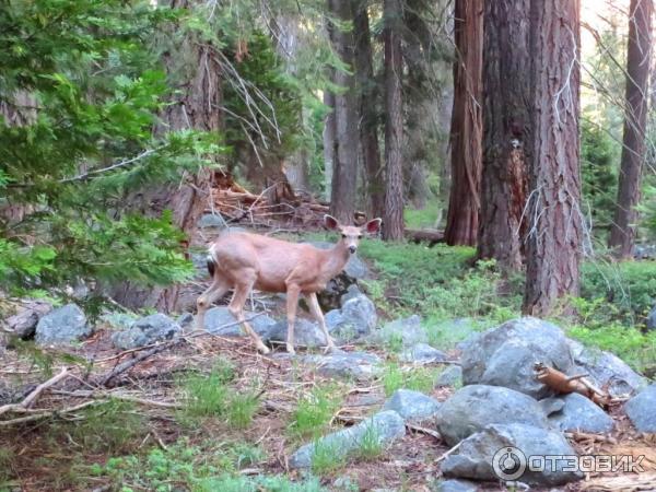 Экскурсия в национальный парк Sequoia (США, Калифорния) фото