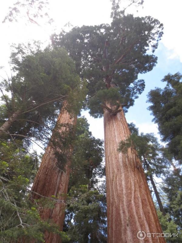 Экскурсия в национальный парк Sequoia (США, Калифорния) фото