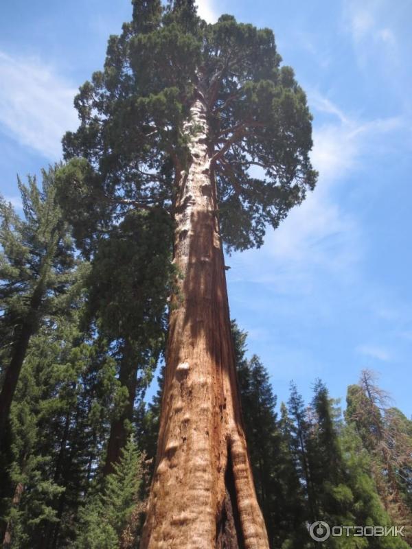 Экскурсия в национальный парк Sequoia (США, Калифорния) фото