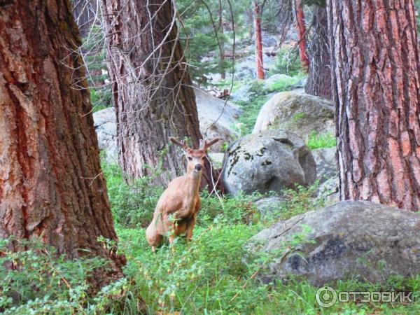 Экскурсия в национальный парк Sequoia (США, Калифорния) фото