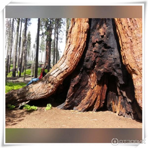 Экскурсия в национальный парк Sequoia (США, Калифорния) фото