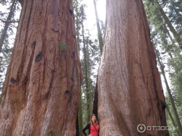 Экскурсия в национальный парк Sequoia (США, Калифорния) фото