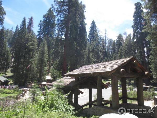 Экскурсия в национальный парк Sequoia (США, Калифорния) фото