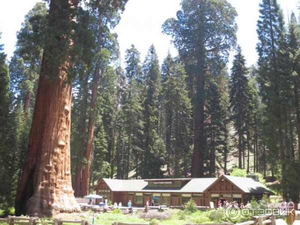 Экскурсия в национальный парк Sequoia (США, Калифорния) фото