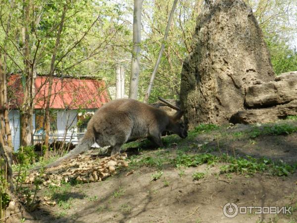 Одесский зоопарк (Украина, Одесса) фото