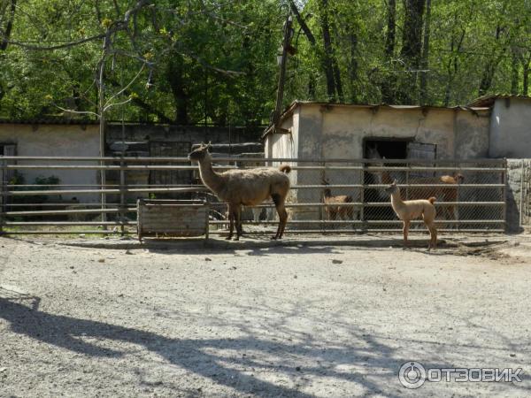 Одесский зоопарк (Украина, Одесса) фото