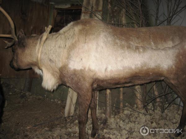 Музей истории, культуры и быта кольских саамов (Россия, Ловозеро) фото