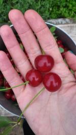 Вишня садовая Башсортсемовощ "Чудо-вишня" фото