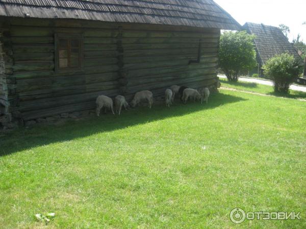 Закарпатский музей народной архитектуры и быта (Украина, Ужгород) фото