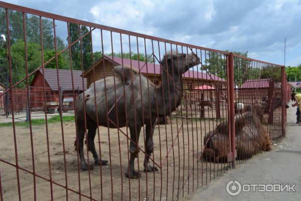 Какие животные есть в липецком зоопарке фото Отзыв о Липецкий зоопарк (Россия, Липецк) За 20 лет в Липецком зоопарке ничего н