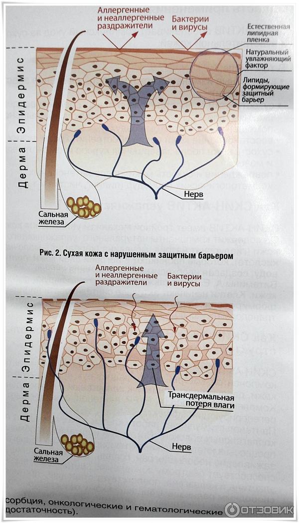 Крем для лица с гиалуроновой кислотой Фармтек Skin-Activ фото