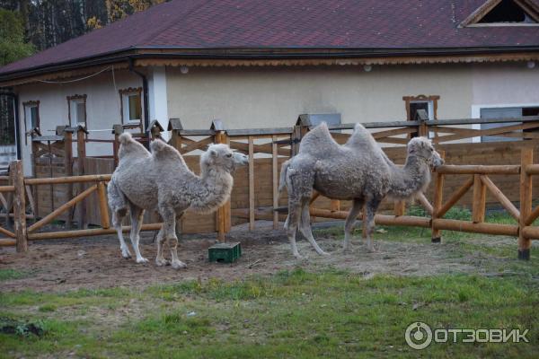 Отель Природный курорт «Яхонты» (Россия, Подмосковье) фото