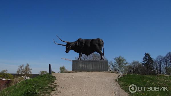 Средневековый замок Везенберг (Эстония, Раквере) фото