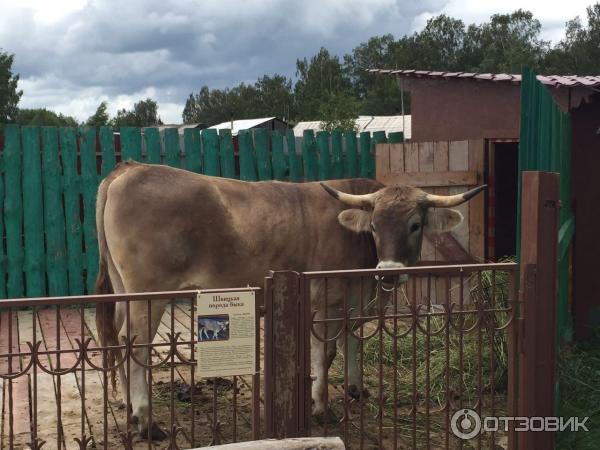 База отдыха Барская усадьба (Россия, д. Волга) фото