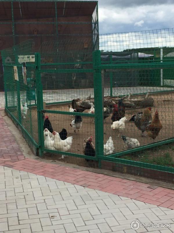 База отдыха Барская усадьба (Россия, д. Волга) фото