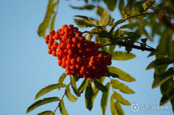 Объектив Tamron AF 70-300MM F/4-5.6 DI LD Macro фото