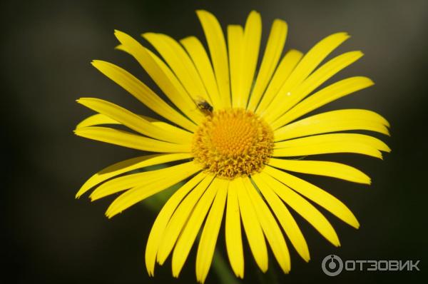 Объектив Tamron AF 70-300MM F/4-5.6 DI LD Macro фото