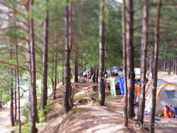 Отдых на Голубых Озерах в пос. Олешня (Украина, Черниговская область) фото